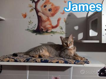 JAMES dolce micio in adozione