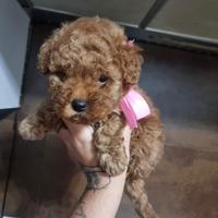 Cucciola Barboncino Toy