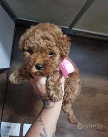 Cucciola Barboncino Toy