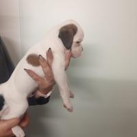 Cuccioli di boxer