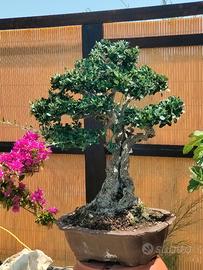 Bonsai yamadori Olivastro
