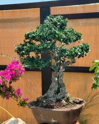 Bonsai yamadori Olivastro