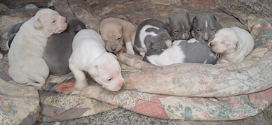 Amstaff cuccioli blu