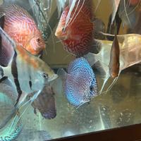 Discus pesci teopicali acquario