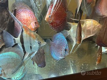 Discus pesci teopicali acquario