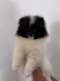 Spitz tedesco ( pomerania) con pedigree