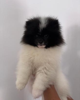 Spitz tedesco ( pomerania) con pedigree