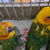 Meravigliosi pappagalli allevati a mano