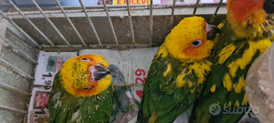 Meravigliosi pappagalli allevati a mano