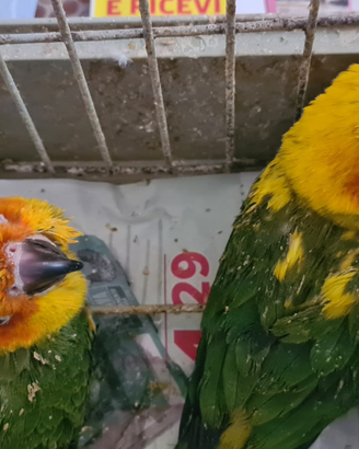 Meravigliosi pappagalli allevati a mano