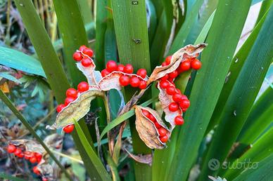 Semi di fiori Iris
