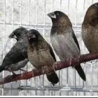 Passeri del Giappone