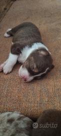 Australian Sheperd Red/Red merle 