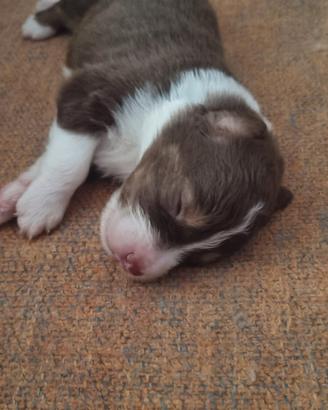 Australian Sheperd Red/Red merle 