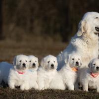 Golden retriver