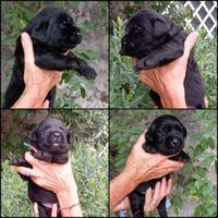 Cuccioli Labrador