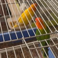 Pappagalli inseparabili Fischer