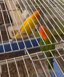 Pappagalli inseparabili Fischer