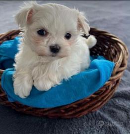 Cucciolata di maltese