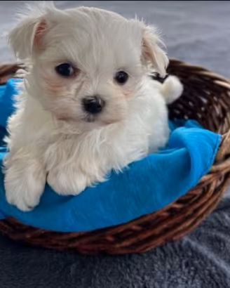 Cucciolata di maltese