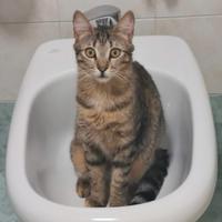 Portalbera. gattina grigia di nome Coco