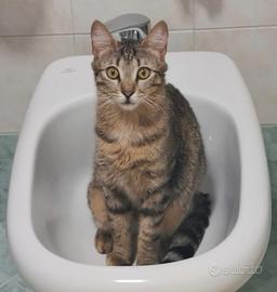 Portalbera. gattina grigia di nome Coco