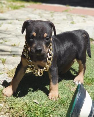 pitbull tricolor 
