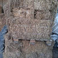 fieno erba medica e loietto 