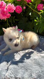 Disponibili cuccioli di Siberian Husky