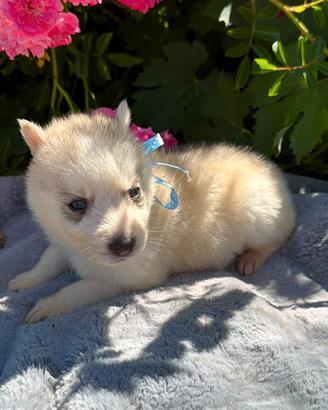 Disponibili cuccioli di Siberian Husky