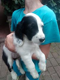 Cuccioli cane 2 femmine