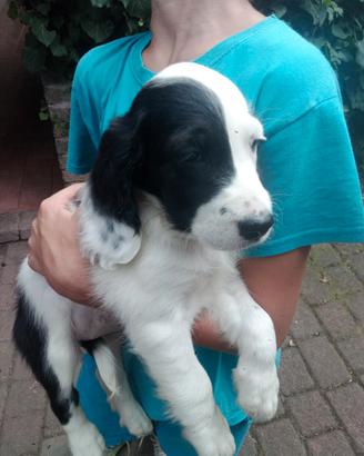 Cuccioli cane 2 femmine