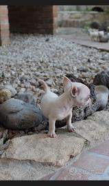 Chihuahua