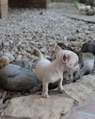 Chihuahua