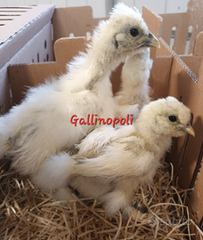Pulcini Pulcinotti avicoli ornamentali