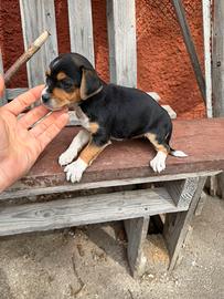 Cucciola incrocio Jack Russell x Pinscher