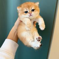 British shorthair golden