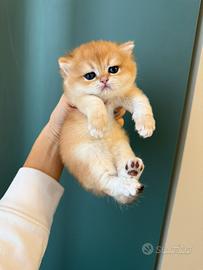 British shorthair golden