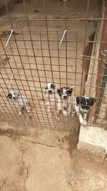 4 CUCCIOLI DI POINTER