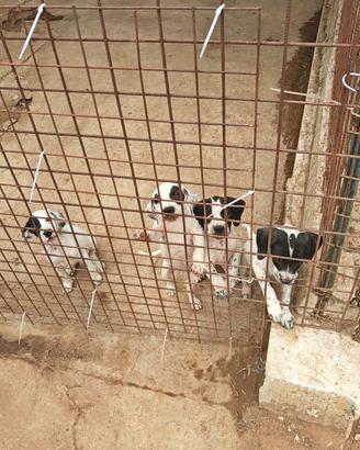 4 CUCCIOLI DI POINTER