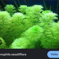 pianta acquario limnhophila sessiflora 