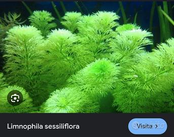 pianta acquario limnhophila sessiflora 