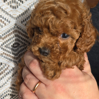 Barboncino Toy Pedegree Enci