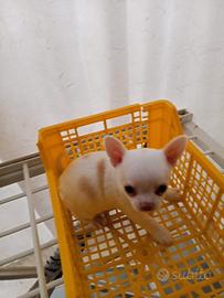 Dispongo di un chihuahua bianco maschio