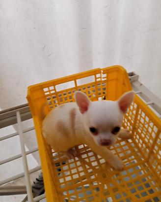 Dispongo di un chihuahua bianco maschio