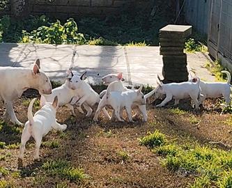 Cuccioli di bull terrier standard