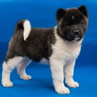 Maschietto akita americano