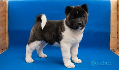 Maschietto akita americano