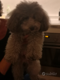 Barboncino maschio x accoppiamento