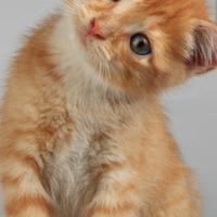 Garfield, pronto a giocare con te
